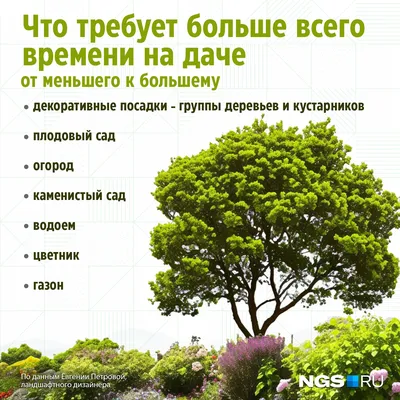 Низкорослые деревья для дачи. 10 самых популярных сортов для ландшафтного  дизайна | Питомник Растений №1 Экоплант | Дзен
