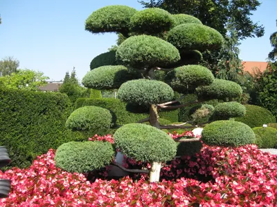 Фото сада с разнообразными декоративными деревьями и кустарниками
