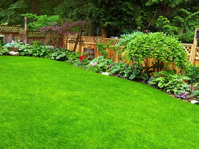 Картинка газона, который станет украшением вашего сада