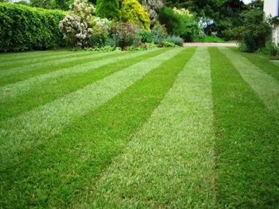 Как создать декоративный газон на своем участке: фото