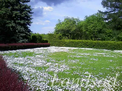 Как создать декоративный газон с использованием света: фото