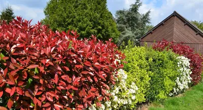 Самые неприхотливые цветущие кустарники для сада и на даче - YouTube