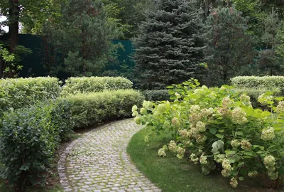 15 быстрорастущих декоративных кустарников, которые преобразят участок | В  цветнике (Огород.ru)