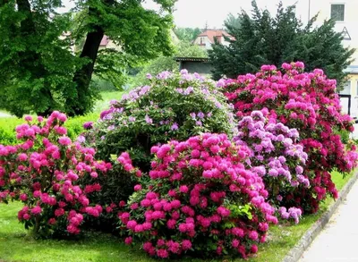 Декоративные кустарники купить, цена от 250 руб. в питомнике, 500 сортов  кустарников
