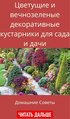 Кустарники для дачи: 150 фото декоративных кустов и советы по их размещению