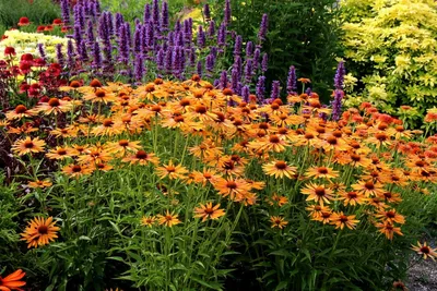 Красивоцветущие кустарники для сада, дачи. Фото и названия красивоцветущих  кустарников.