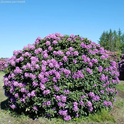 Список красиво цветущих кустарников для тенистого сада |Agro-Market24