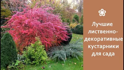 4 способа, как красиво разместить декоративные кустарники в саду | Дизайн  участка (Огород.ru)