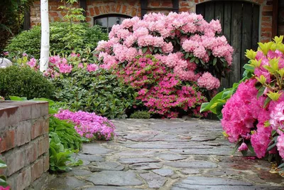 Самые популярные декоративные кустарники для сада | Красивый сад | Дзен