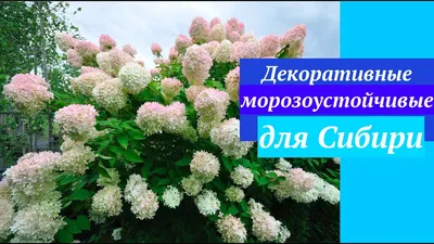 Неприхотливые цветы для дачи и садовой клумбы, фото и названия — Топ-10  самых красивых и неприхотливых цветов | Houzz Россия