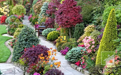 Декоративный кустарник: описание цветущих и лиственных видов и их  оптимального применения