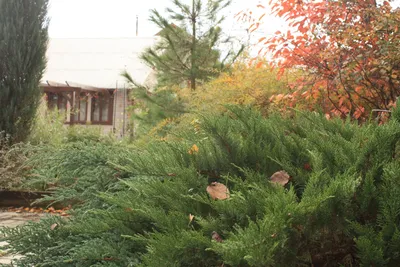 ❀ Лучшие лиственно-декоративные кустарники для сада - YouTube