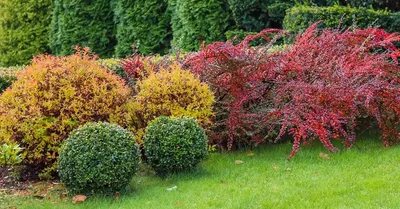 17 эффектных кустарников, которые украсят сад осенью | В цветнике  (Огород.ru)