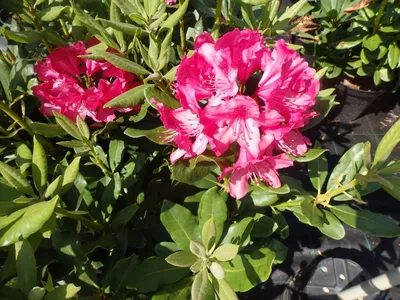 Декоративные цветущие кустарники для сада (которые цветут весной и хорошо  зимуют) | Дачный вестник | Дзен