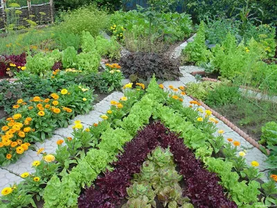 Декоративные огороды: как использовать необычные растения: фотография