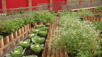 Фото декоративных огородов: идеи для украшения вашего сада