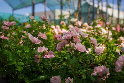 Райский уголок в вашем саду: фотография декоративного огорода