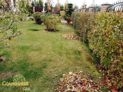 Как создать оазис красоты в своем саду: фото декоративного огорода