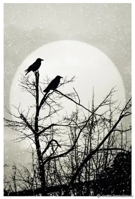 графический рисунок, птицы сидят на ветке дерева у дупла, декоративная  графика Stock Illustration | Adobe Stock