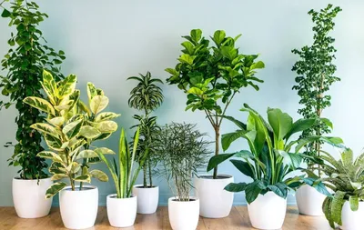 Как правильно выбрать растения для своей квартиры? | Уютное Жилище | Дзен