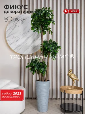 Купить Искусственное растение, декоративное дерево фикус, комнатный цветок  высокий большой напольный в сером кашпо для декора, интерьера, дома, в  подарок, 190 см по выгодной цене в интернет-магазине OZON.ru (639848740)