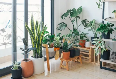 10 неубиваемых комнатных растений, которые украсят ваш дом — INMYROOM