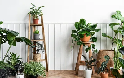 Растения в интерьере: советы дизайнера Ильи Гульянца | myDecor