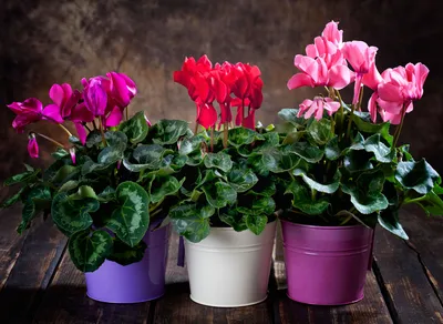 Яркие и неприхотливые цветы для квартиры, которые будут цвести постоянно -  список | OBOZ.UA