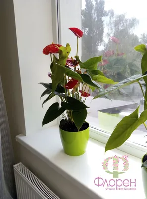 Растения, которые привлекают любовь в дом. Как привлечь любовь в дом с  помощью комнатных растений