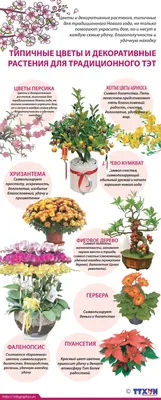 Декоративные растения, которые сделают ваш дом более привлекательным