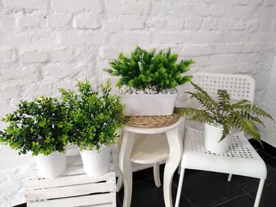 Декоративные Растения на столе: как украсить вашу еду