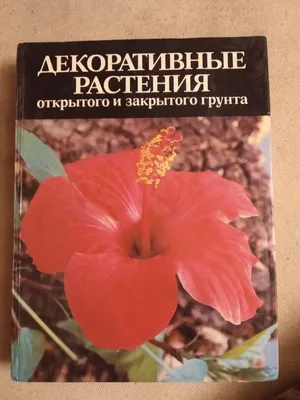 Декоративные Растения для спальни: как создать уютную атмосферу для сна