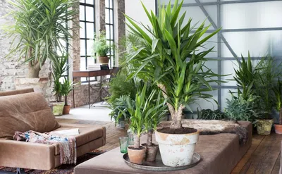 ТОП-15 комнатных растений, которые можно держать дома