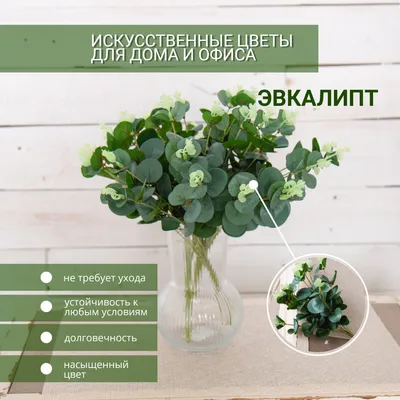 Домашние цветы для дома: 180 000 сум - Комнатные растения Ташкент на Olx
