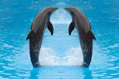 Дельфинчик картинка - 68 фото