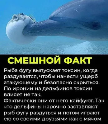 Морской дельфинчик в плавательной …» — создано в Шедевруме