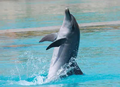 Дельфинчик картинка - 68 фото