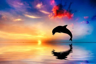 фото дельфина в воде, дельфин милая картинка фон картинки и Фото для  бесплатной загрузки