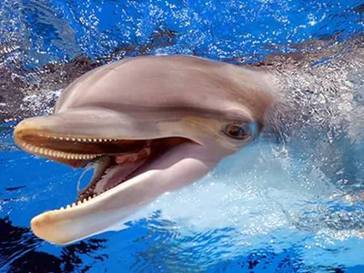 Морские животные картинки для детей | Дельфины, Животные, Для детей