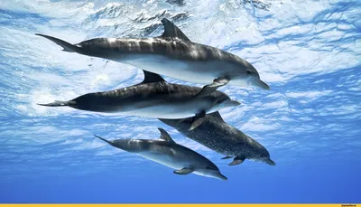 Фотография Дельфины Вода животное