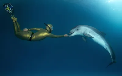один из диких дельфинов в море, фото настоящих дельфинов фон картинки и  Фото для бесплатной загрузки