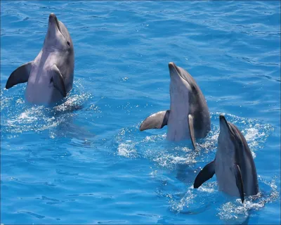 Общие Дельфины (Delphinus Delphis), Плавание В Заливе Генуи, Лигурийского  Моря. Фотография, картинки, изображения и сток-фотография без роялти. Image  42796657