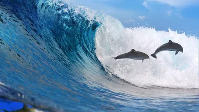 два дельфина которые вылетают из воды, фото настоящих дельфинов, дельфин,  животное фон картинки и Фото для бесплатной загрузки
