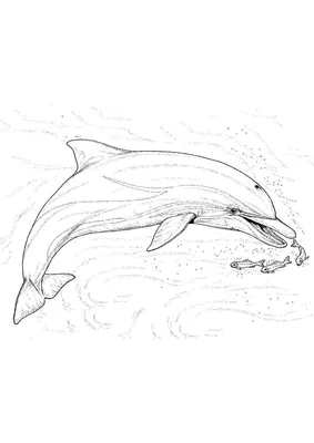 Игривые Прыгающие Черные Дельфины В Открытом Море — стоковые фотографии и  другие картинки Дельфин - iStock