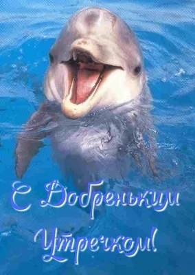 Дельфины в картинках фотографии