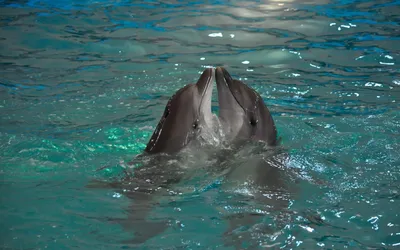 Пин от пользователя Ann на доске Animales mar | Веселые картинки, Дельфины,  Самые смешные картинки