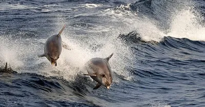 Трафарет Морские дельфины купить для Стен — Шаблоны и Картинки в магазине