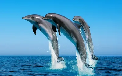 Фотографии Дельфины выпрыгивают из воды животное
