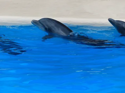 Картинки дельфины для малышей