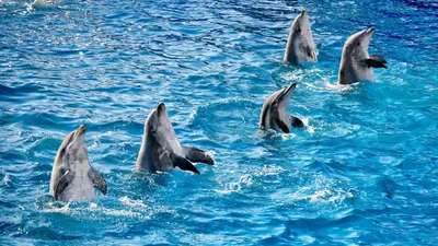 Картинки с дельфинами - 82 фото